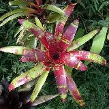 Neoregelia  'Color Parade'