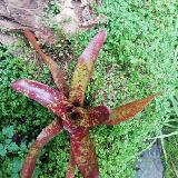 Neoregelia  'Inca' x 'Fireball'