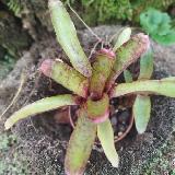 Neoregelia 'Felix'