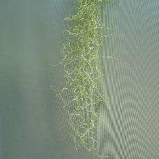 Tillandsia usneoides  'green form'