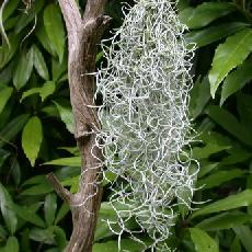 Tillandsia usneoides ' forme curly '