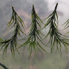 Tillandsia latifolia SP large forme