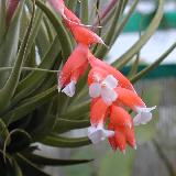 Tillandsia leonamiana