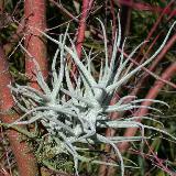 Tillandsia paleacea