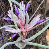 Tillandsia pseudobaileyi