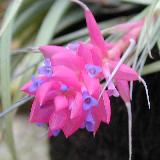 Tillandsia stricta  'Rigid Leaf'