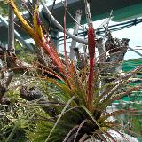 Tillandsia tricolor