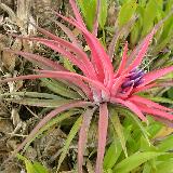 Tillandsia velutina