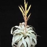 Tillandsia xerographyca