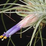 Tillandsia velickiana